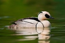 32 (SCP) Smew Duck ♂ - Racconigi Oasis, Italy
