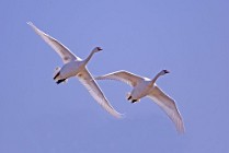 36 Mute Swan - Circeo National Park, Italy