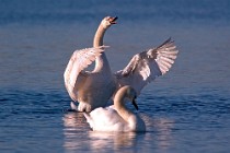 38 Mute Swans - Circeo National Park, Italy
