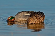 39 Teal Ducks - Circeo National Park, Italy