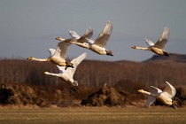 61 Whooper swans - Iceland