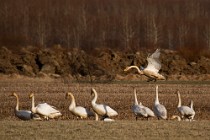 62 Whooper swans - Iceland