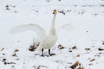 63 Whooper swan - Iceland
