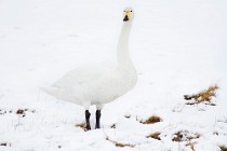 64 Whooper swan - Iceland
