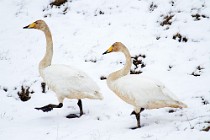 65 Whooper swans - Iceland