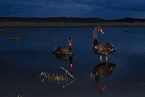 66 Black swan - Iceland (allochthonous)
