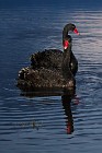67 Black swan - Iceland (allochthonous)