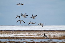 68 Barnacle gooses - Iceland