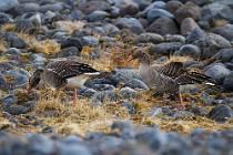 70 Barnacle gooses - Iceland