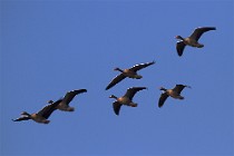 72 Greylag geese - National Park of Circeo, Italy