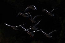 73 Greylag geese - National Park of Circeo, Italy