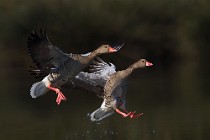 74 Greylag geese - National Park of Circeo, Italy