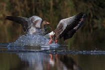 75 Greylag geese - National Park of Circeo, Italy