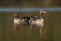 80 Greylag geese - National Park of Circeo, Italy
