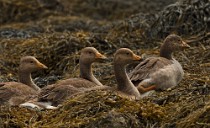 92 Barnacle gooses - Iceland
