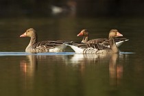 95 Greylag geese - National Park of Circeo, Italy
