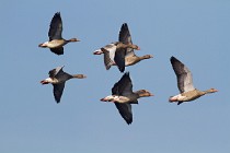 96 Greylag geese - National Park of Circeo, Italy