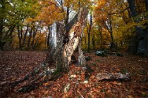 192 Sant 'Antonio Wood - Maiella National Park