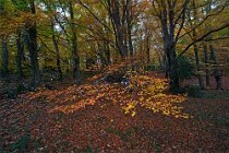 196 Sant 'Antonio Wood - Maiella National Park