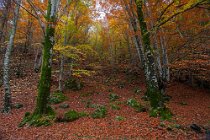 112 Vallata del Fiume Aniene - Parco Nazionale dei Monti Simbruini
