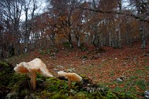 114 Petrella Liri - Parco Nazionale dei Monti Simbruini