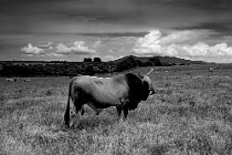 10 Maremma's bull - Natural Park of Vulcy, Italy