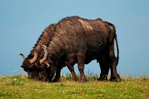 12 Maremma buffaloes - National Park of Circeo, Italy