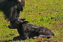 4 Maremma buffaloes jus born - National Park of Circeo, Italy