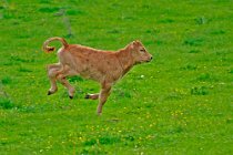 5 Calf - Abruzzo National Park, Italy