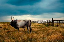 9 Maremma's bull - Natural Park of Vulcy, Italy