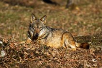 14 (SCP) Apenninian wolf - Abruzzo National Park, Italy