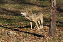 15 (SCP) Apenninian wolf - Abruzzo National Park, ItalyItaly