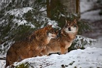 17 Grey wolves (SCP) - Bayerischer Wald National Park, Germany