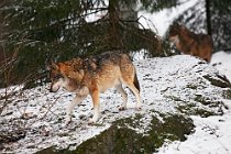 19 Grey wolf (SCP) - Bayerischer Wald National Park, Germany