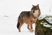 20 Grey wolf (SCP) - Bayerischer Wald National Park, Germany