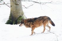 21 Grey wolf (SCP) - Bayerischer Wald National Park, Germany
