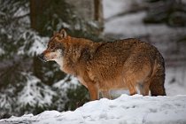 18 Lupo grigio  (SCP) - Parco Nazionale della Bayerischer Wald - Baviera, Germania