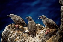 31 Herring Gulls juvenis - Santo Stefano Island, Circeo National Park, Italy