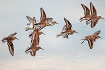 38 Dunlins - Circeo National Park, Italy