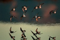 40 Dunlins - Circeo National Park, Italy