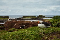 113 Puffins - Lunga Island, Internal Hebrides, Scotland