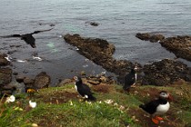 114 Puffins - Lunga Island, Internal Hebrides, Scotland