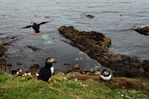 115 Puffins - Lunga Island, Internal Hebrides, Scotland