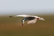 151 Wiskhered tern, Coto Doñana National Park, Spain