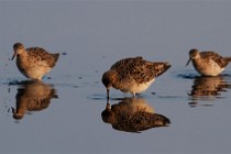 152 Dunlins - Circeo National Park, Italy