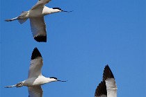 153 Avocets - Circeo National Park