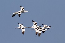 154 Avocets - Circeo National Park