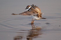 156 Ringed Plover - Circeo National Park, Italy