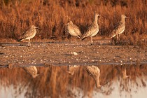 160 Curlews - Circeo National Park, Italy