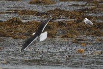 163 Great Black-backed Gull - Mull Island, Scotland
